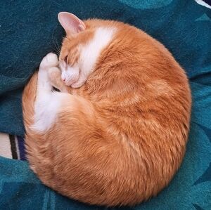 Meet your Posher, Marzi